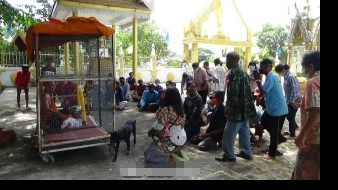 泰国_社会|泰国有寺庙念经太吵遭投诉，住持自关狗笼表不满！