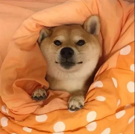 柴犬盖被子睡觉表情包