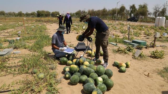 初创公司|挪威初创公司发明液态纳米粘土，能将沙漠在短短7小时变成耕地