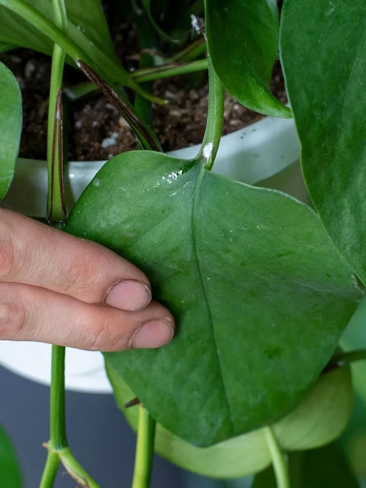 室内植物容易招惹的病虫害 为啥常年养家里的植物也会感染害虫 腾讯新闻