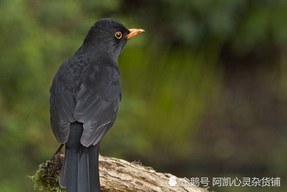 黑鸟二:报复的狗狗,这个狗狗大家都不陌生,肯定很多人看过,但不知为何