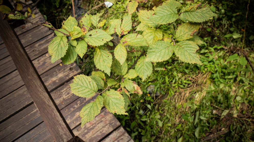 北京植物园|大雨过后，北京植物园蓄水2万吨，樱桃沟再现“宛平新八景”