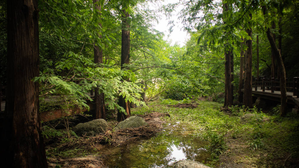 北京植物园|大雨过后，北京植物园蓄水2万吨，樱桃沟再现“宛平新八景”