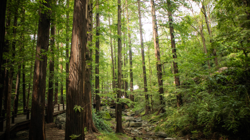 北京植物园|大雨过后，北京植物园蓄水2万吨，樱桃沟再现“宛平新八景”