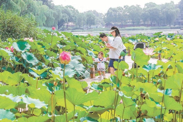 西海水面上莲叶片片,荷花盛开,游客在环湖步道愉快游览赏景.