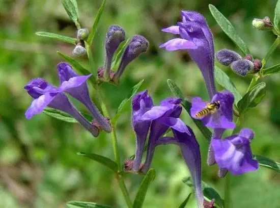 半枝莲图片及功效(半枝莲的功效与作用 15大作用不看后悔!