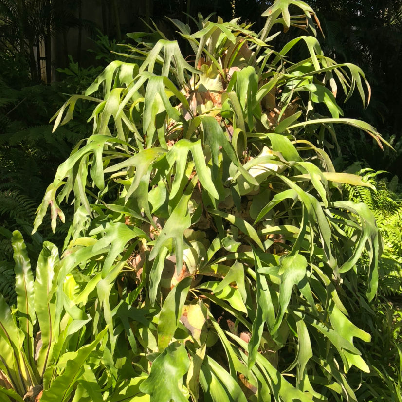 家里南阳台 就得种点阳性花 太阳越大开花越多 腾讯新闻