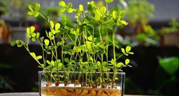 盆栽花生 照着此步骤育苗养护 好看 好玩 好吃的全有了 盆栽植物 花生