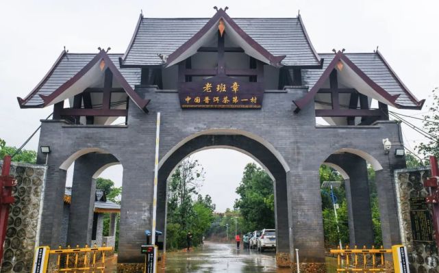 百山问茶丨茶中之王班章传奇