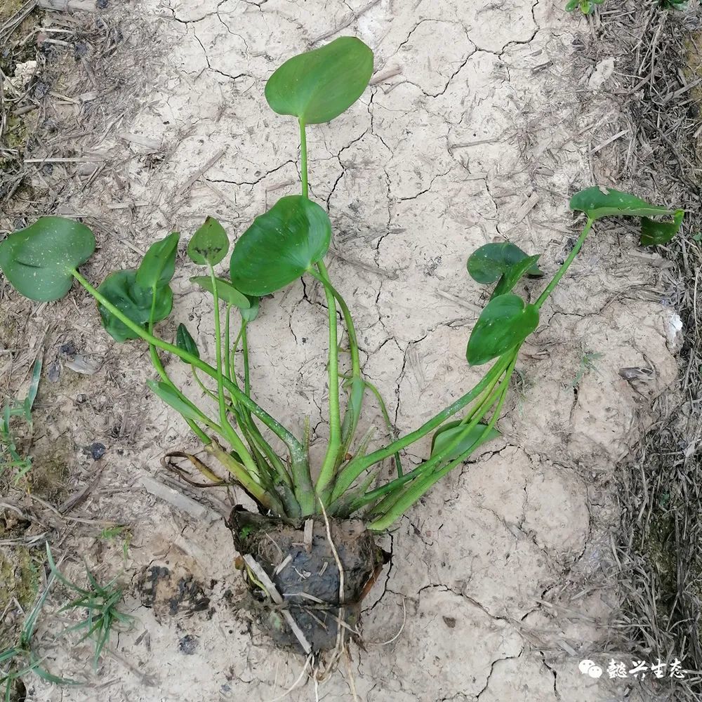 水生植物精選淨水效果好的21個品種