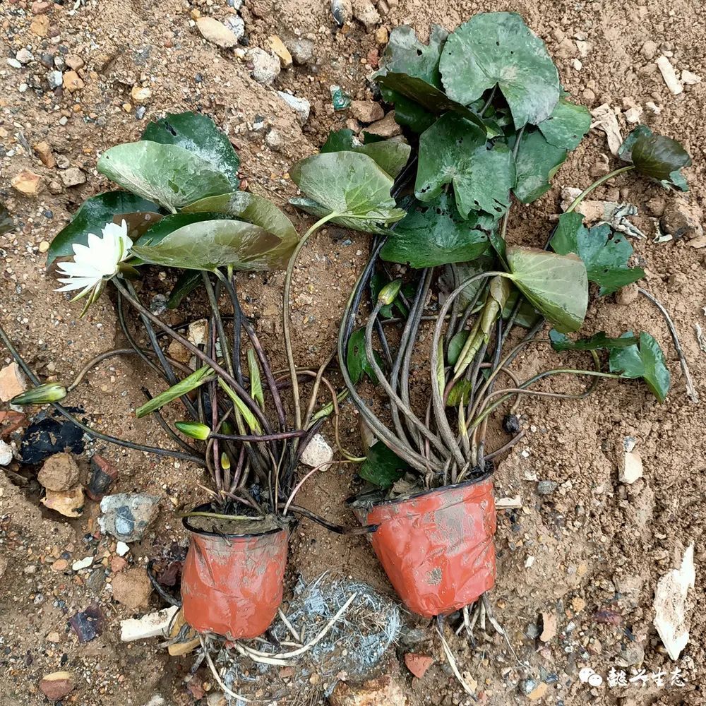 水生植物精選淨水效果好的21個品種