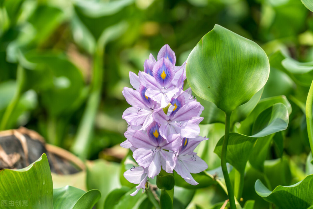7款耐水淹的花浇多少水都死不了用水泡根都没啥事