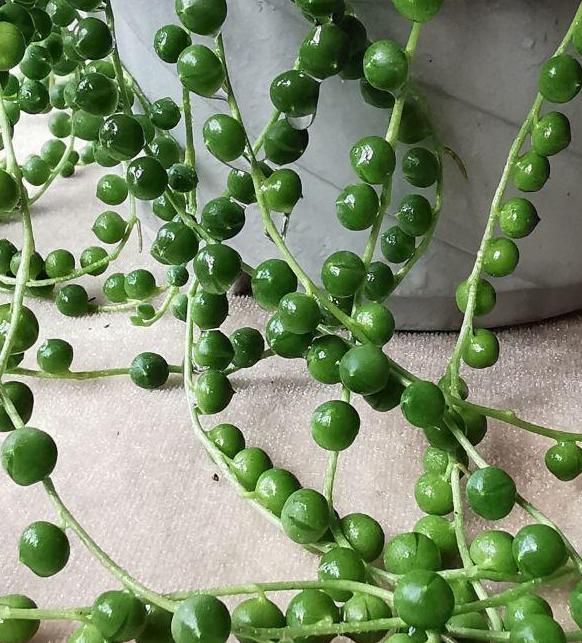 垂盆栽种多肉植物佛珠,注意4点,枝蔓上的叶片圆润如珍珠