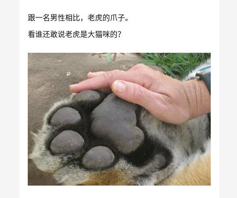 说老虎是大猫咪的家伙,来看看跟一名男性相比,老虎的爪子有多大,眼见