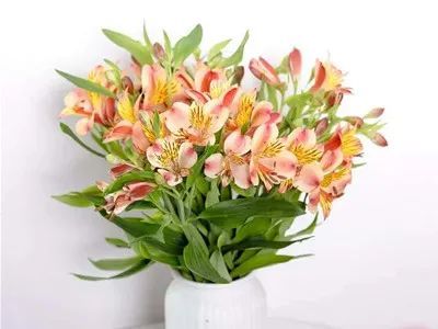 家里养盆百合花 幸福美满 万事顺利 心想事成 腾讯新闻