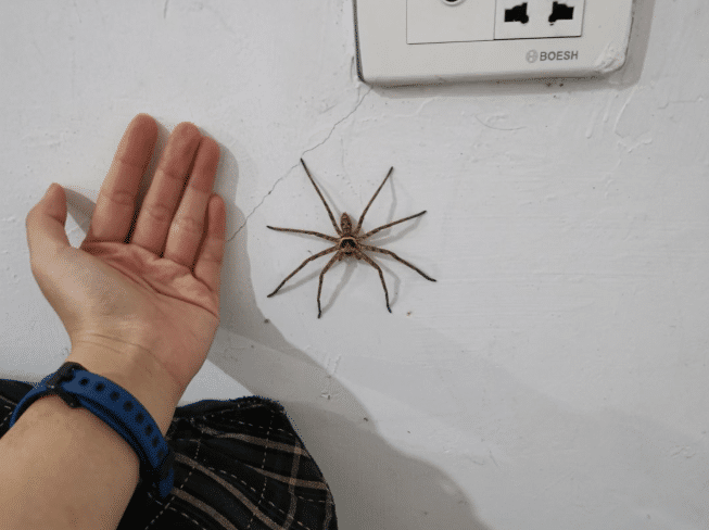 "头一次见和巴掌一样大的蜘蛛,再靠近一点点,它会不会咬我……"