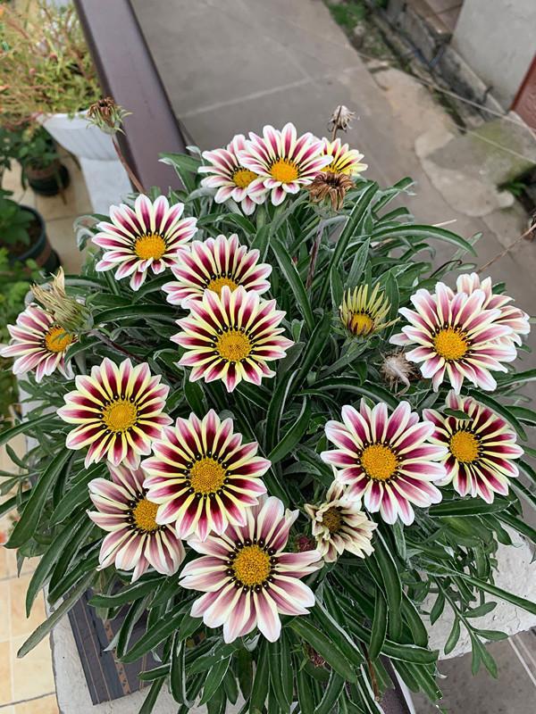 适合懒人养的盆栽花 勋章菊 周年开花 耐热也耐寒 南北都能种 腾讯新闻