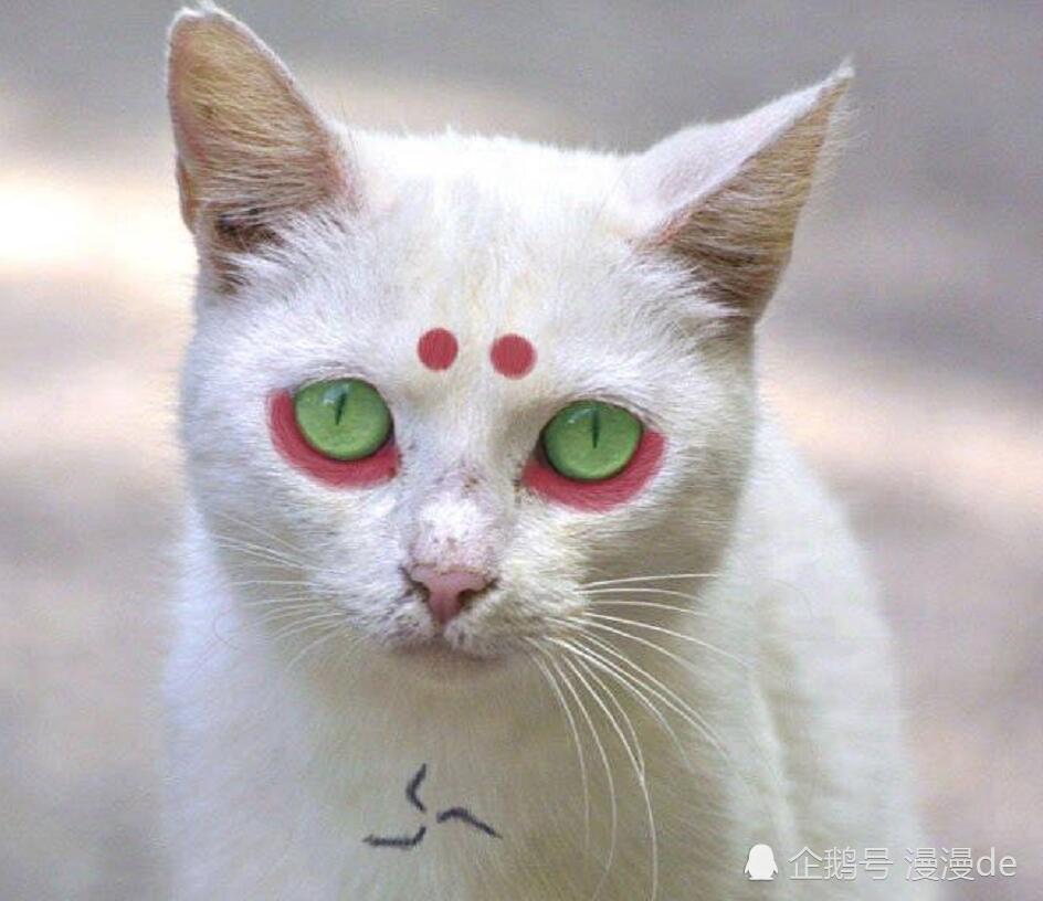 当猫cosplay《火影》,认出斑爷,认出鼬,能认出小樱吗_腾讯新闻