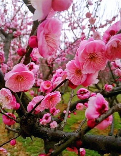 这几种果树寓意好 院子里种几棵 添福好运真不错 腾讯新闻