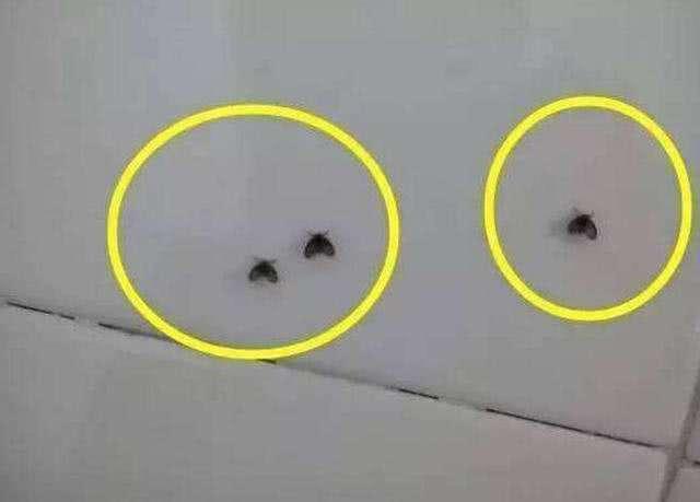 下水道总冒出小飞虫 做到这3能消灭 家里不见蚊虫踪影 腾讯新闻