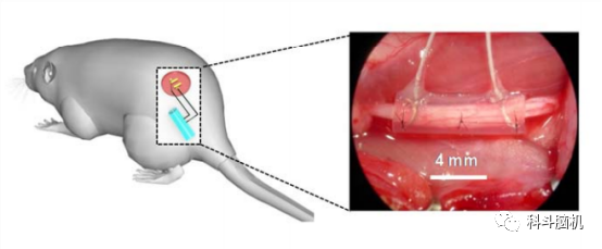 电刺激|重磅！国内首款动物商用无线无源电刺激系统，将广泛应用于脑科学