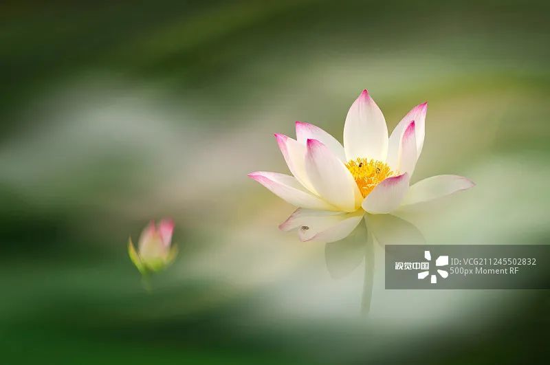 郝玲君|郝玲君：人如花