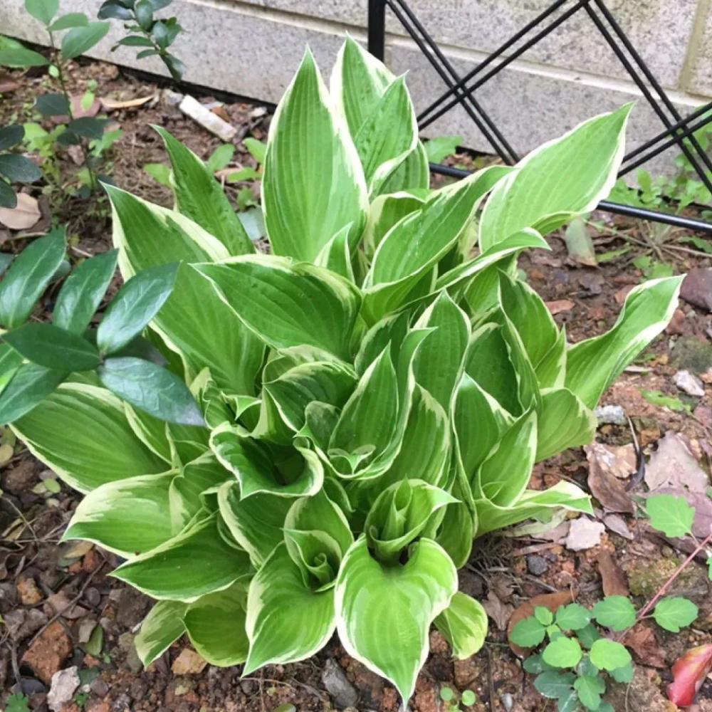 蓮睡蓮落地生根/不死鳥玉樹雪片蓮雙色茉莉蝦衣花非洲鳳仙五色梅茶花