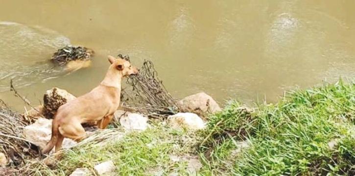 库维|土狗见到人突然狂叫，大家跟它来到河边发现一具女童尸体