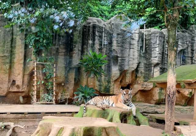 南寧動物園熊貓萌態深得遊客喜愛