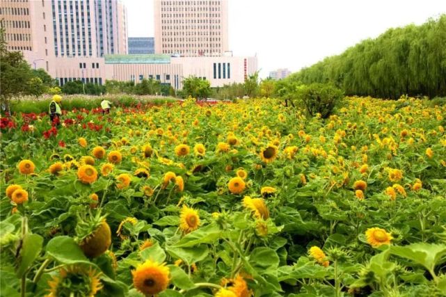 赏花 拍花 醉 美临河 花海 临河 八瓣梅 向日葵