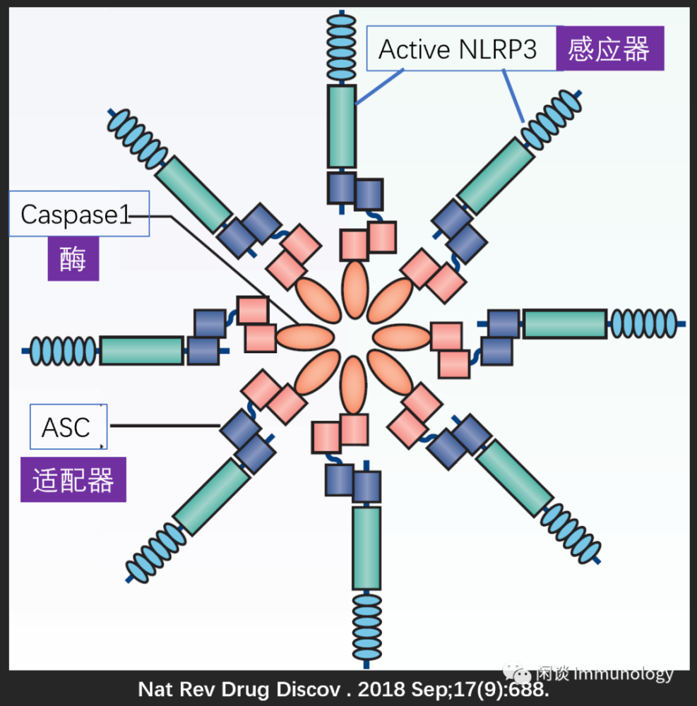 常見感應器蛋白:nlrp1,nlrp3,nlrp6,nlrp12,nlrc4,aim2,pyrin等.