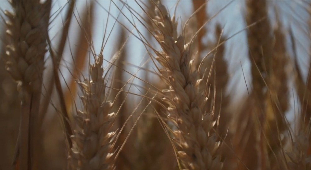 小麦,人类最早种植的农作物之一