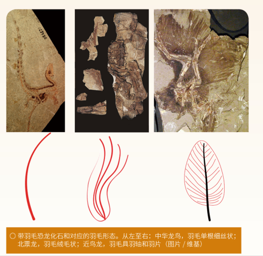 恐龙|恐龙的羽毛不是用来飞行，而是用来求偶的？