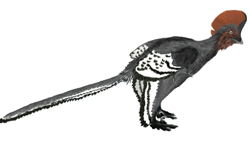 恐龙|恐龙的羽毛不是用来飞行，而是用来求偶的？