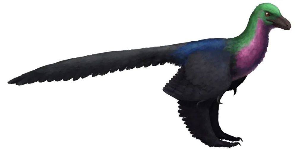 恐龙|恐龙的羽毛不是用来飞行，而是用来求偶的？