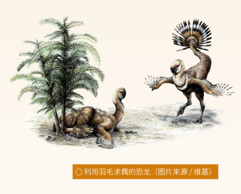 恐龙|恐龙的羽毛不是用来飞行，而是用来求偶的？