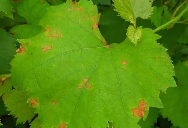 白腐病极少危害叶片,受害与结露有关.