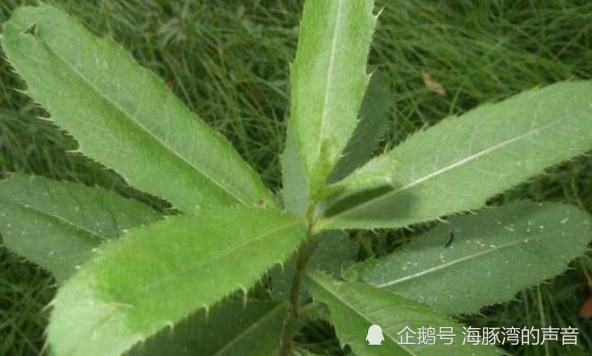 此种野菜,在农村随处可见,市场10元一斤不愁卖,农民却拿来喂鸡