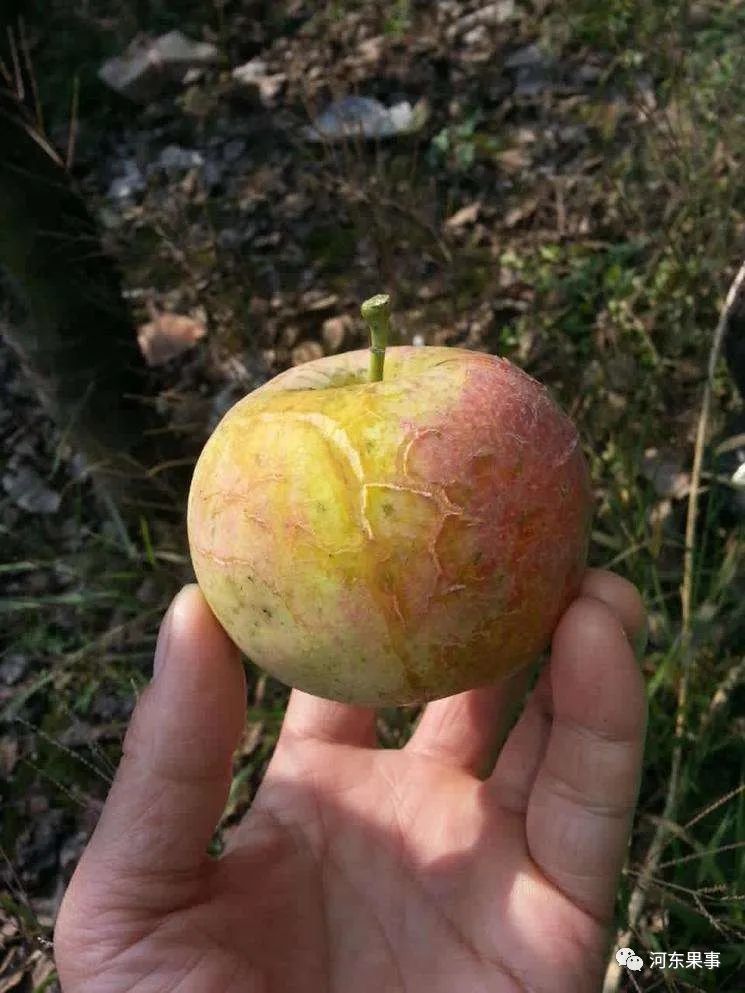 苹果产生水裂纹的原因及防治方法