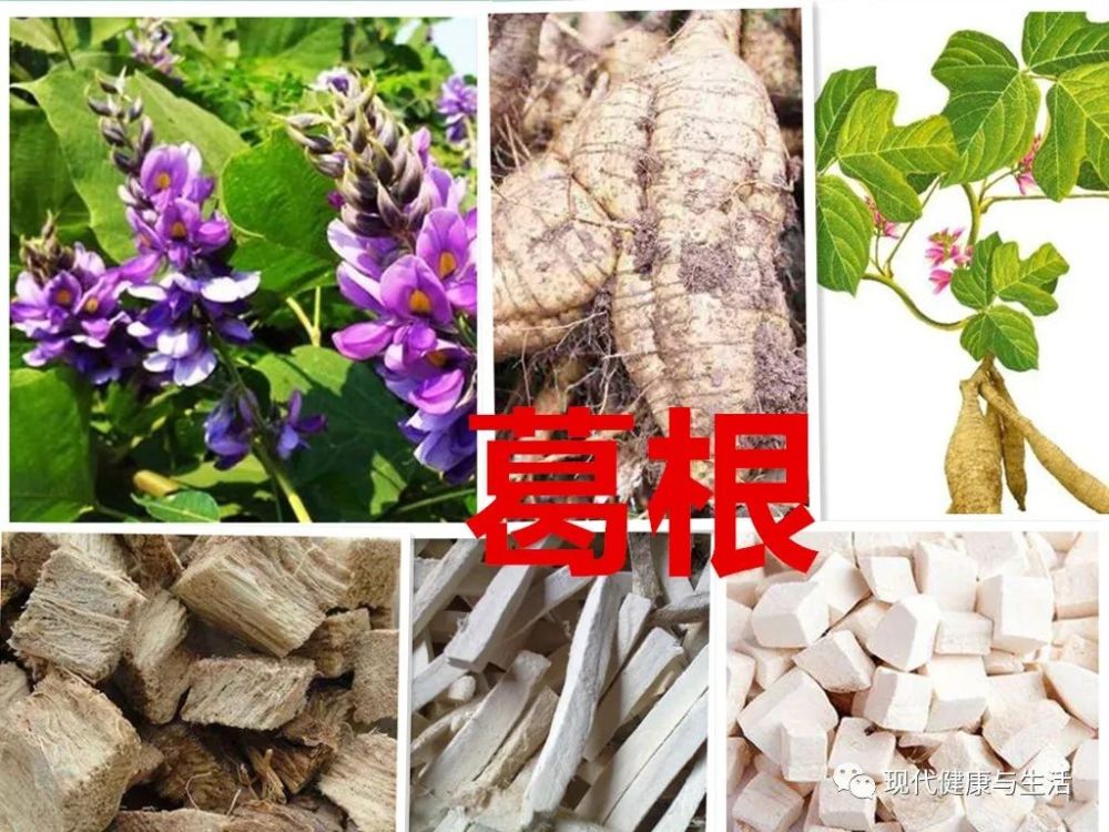 中医中药,葛根的功效及应用