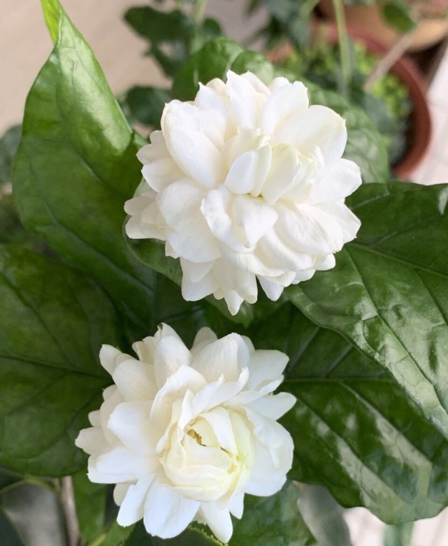 虎头茉莉真是花如其名开出花朵又大又香就像白牡丹