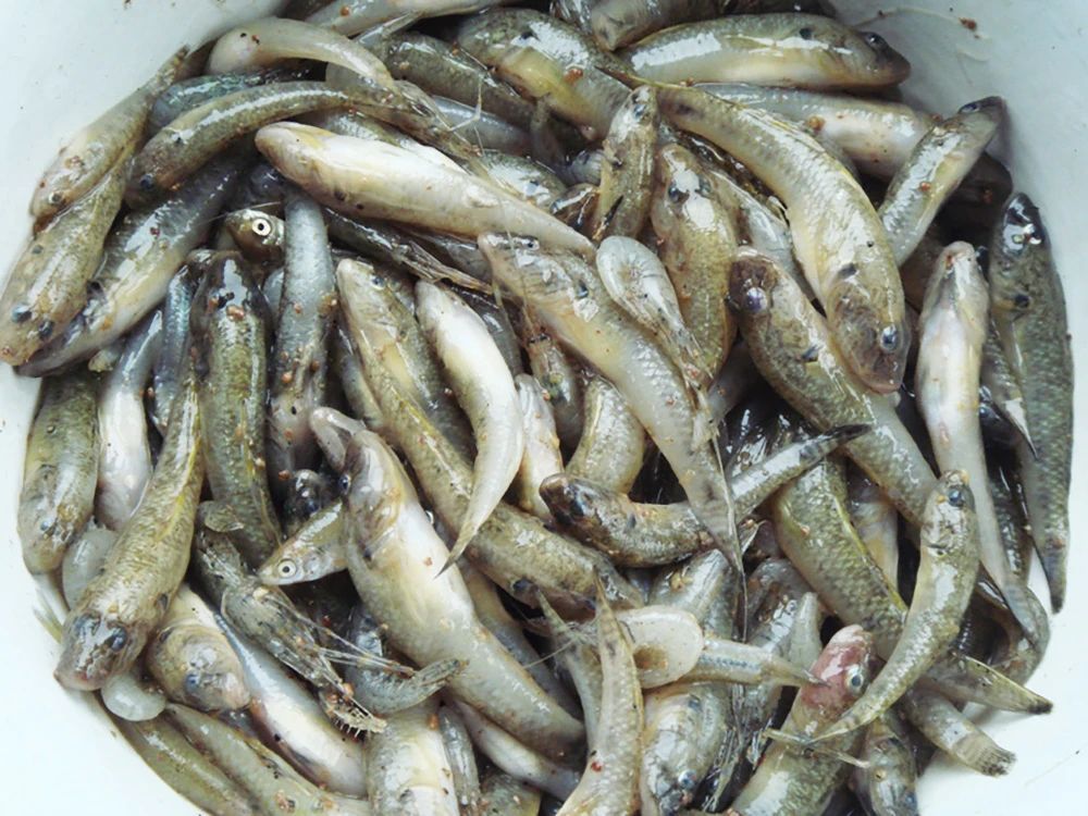 30年前,农村的河里的野生鱼特别多,那个时候河水也非常