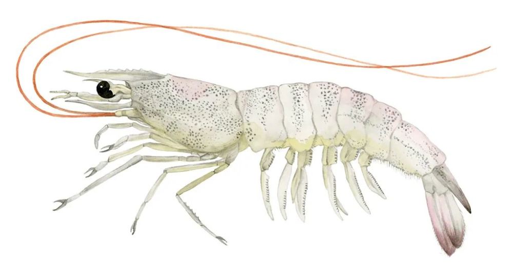 厄瓜多尔|【食趣】厄瓜多尔白虾凭什么征服我国人民