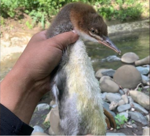 北海道男子钓鱼时抓到 怪鸟 一放生就狂奔消失画面曝光引发热议 水鸟 北海道 日本 社会