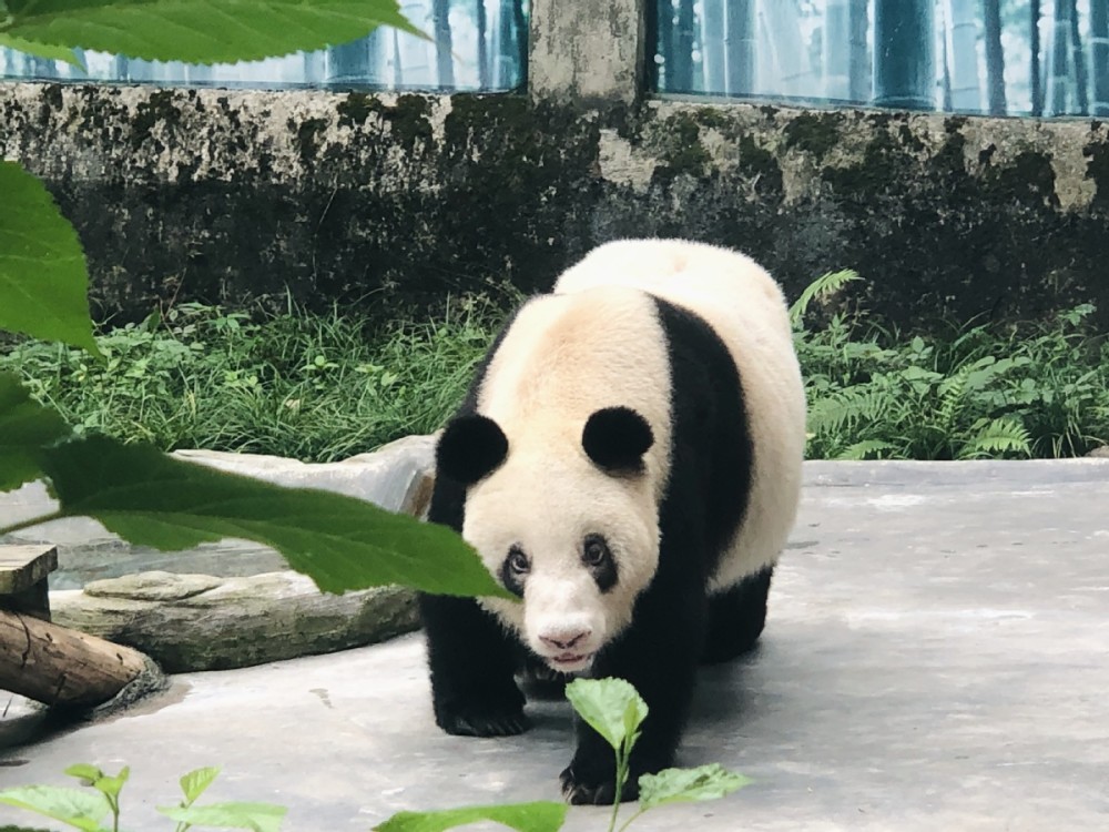 现存世界上最年长熊猫"新星"喜迎38岁生日_腾讯新闻