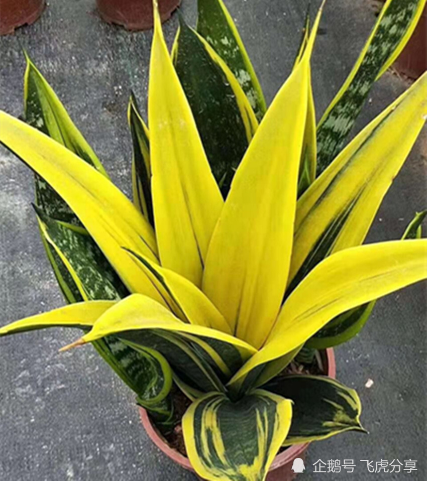 八种稀有盆栽精致又珍贵全认识的是老手你认识几种