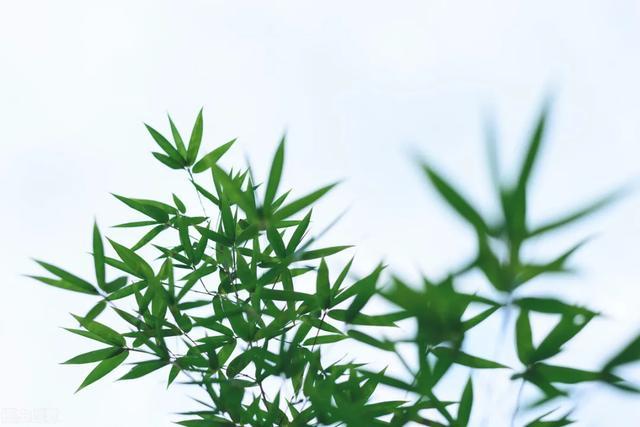 刘彩霞|吉林·刘彩霞诗词精选