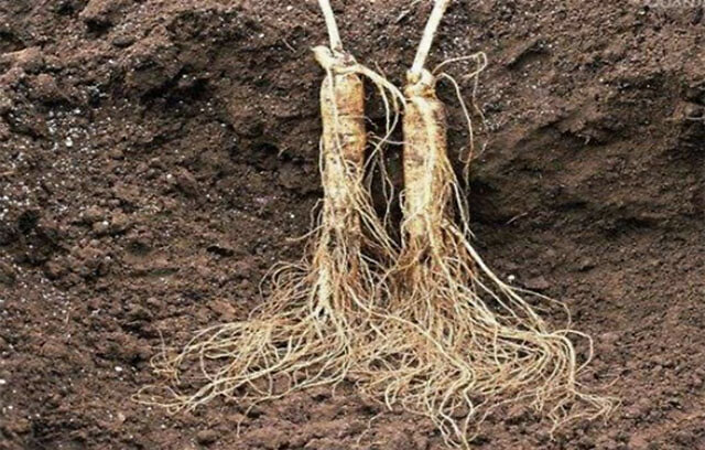 根腐病|中药材人参烂根病用什么预防？白芨黄叶死苗能治好吗？根腐病防治用药！