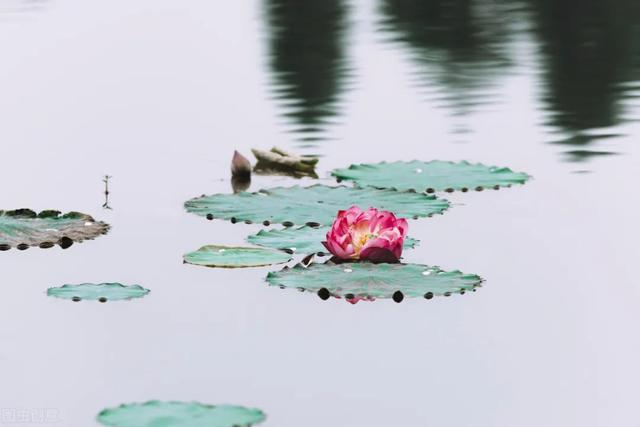 刘莲芳|湖北武汉·刘莲芳诗词精选