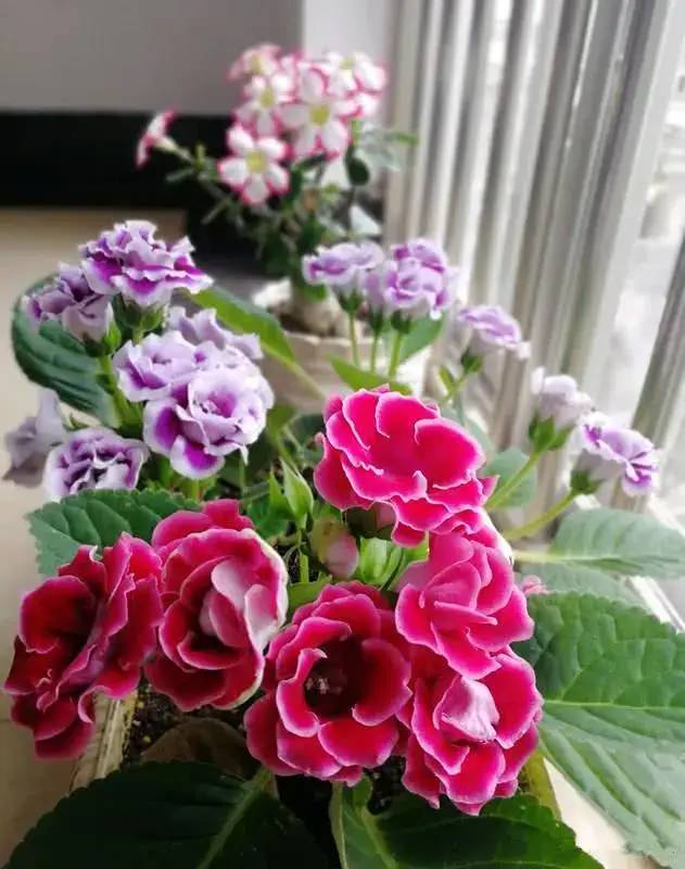 7种耐阴又容易开花的盆栽植物 室内绿植推荐 腾讯新闻